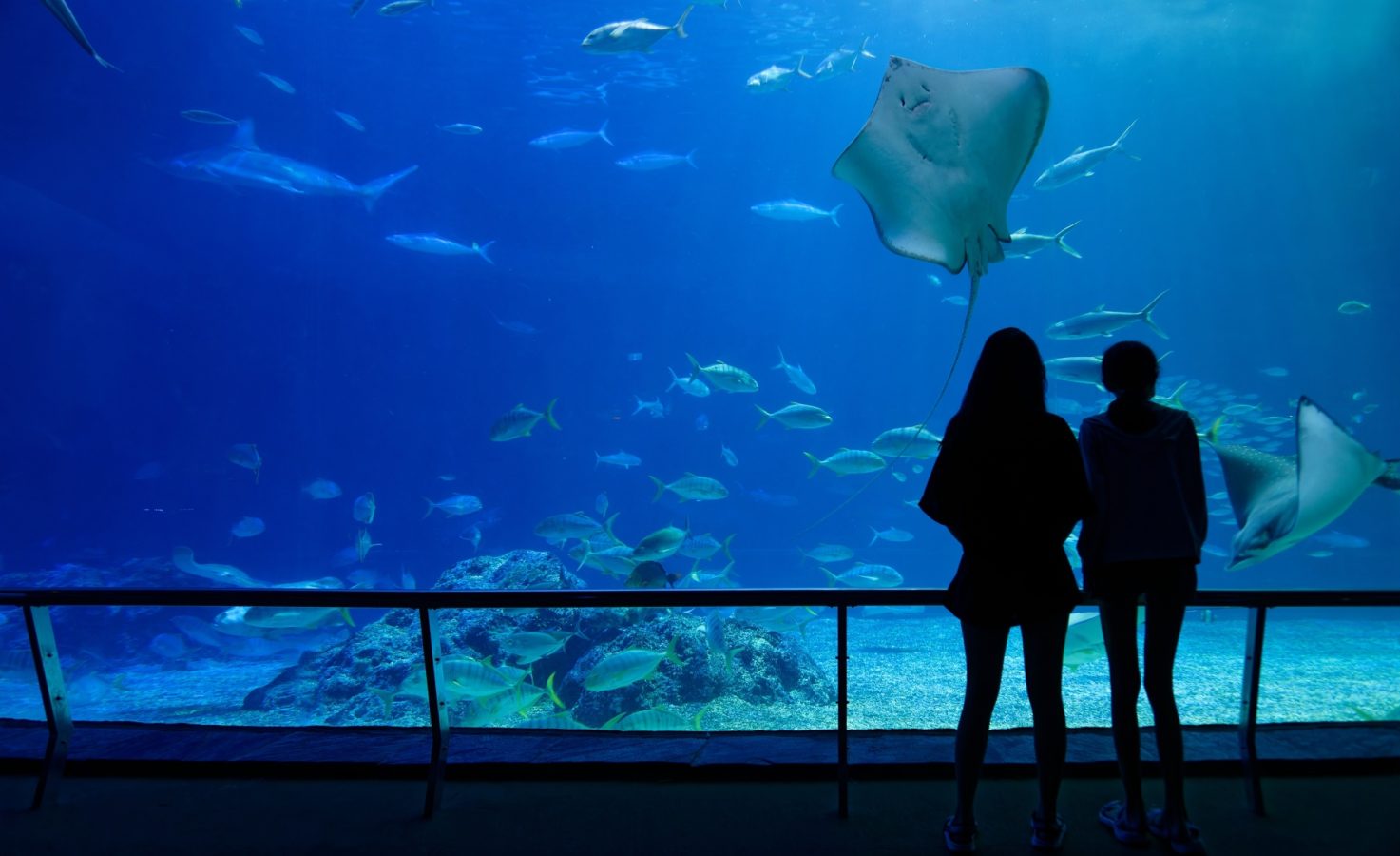 Couple looking at stingray in aquarium