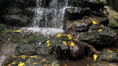 Waterfall at Marie Selby Botanical Gardens