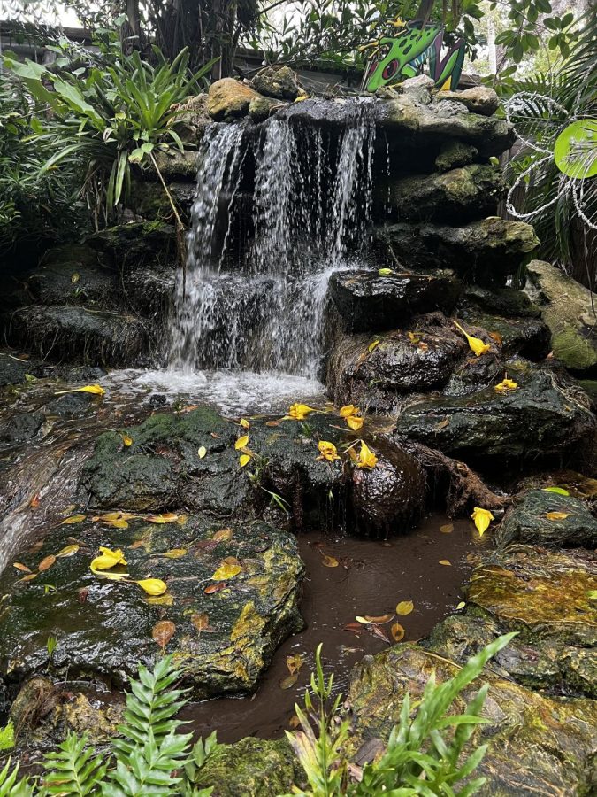 Waterfall at Marie Selby Botanical Gardens