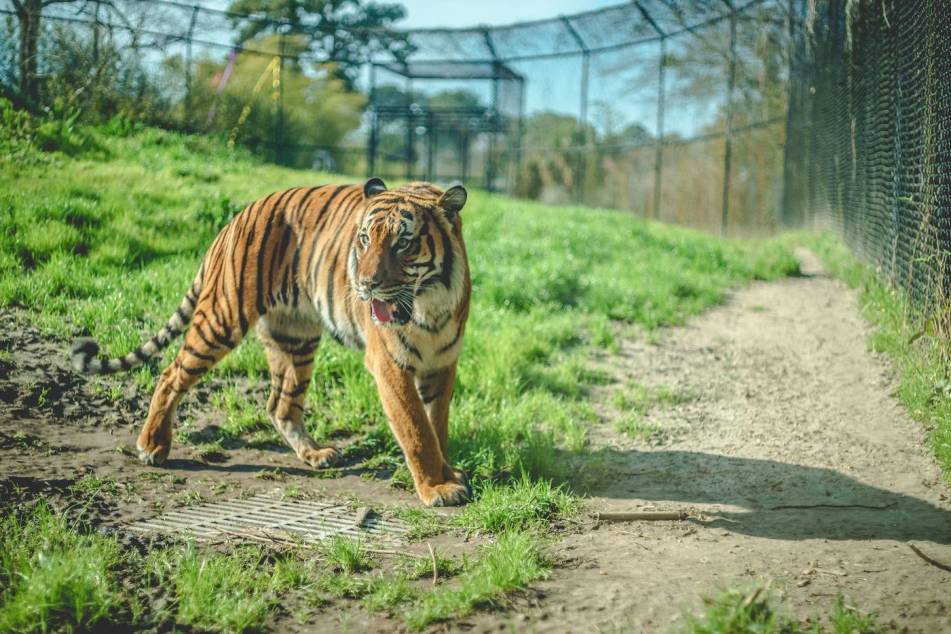 Tiger in a rescue enclosure