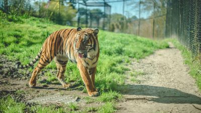 Tiger in a rescue enclosure